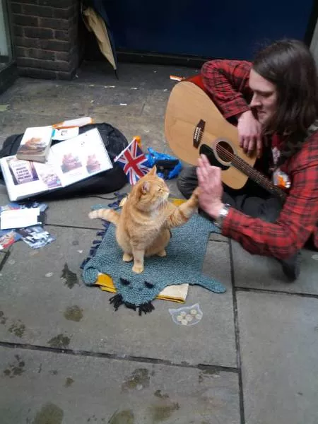 Cats are always funny - #64 Cats are always funny - #64