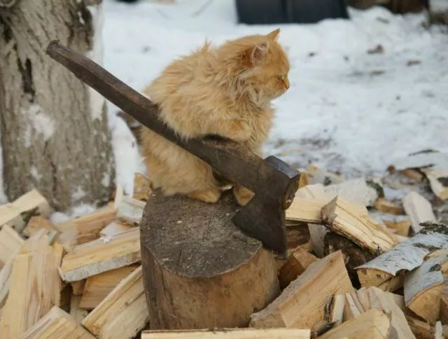 Cats are always funny - #65 Cats are always funny - #65