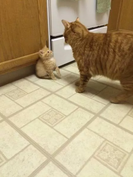 Cats are always funny - #66 Cats are always funny - #66