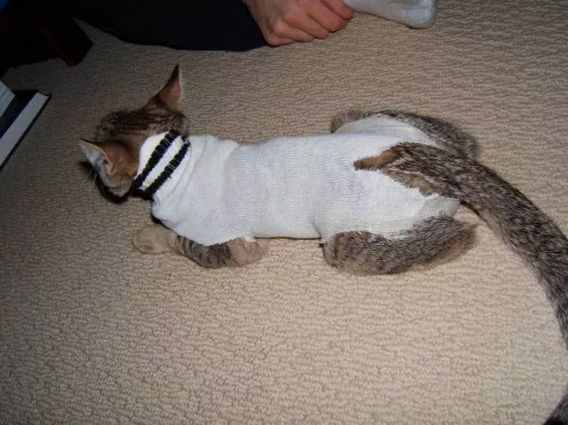 Cats are always funny - #67 Cats are always funny - #67
