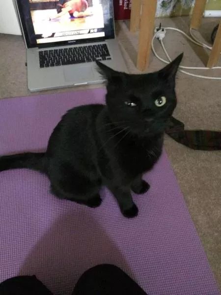 Cats are always funny - #69 Cats are always funny - #69