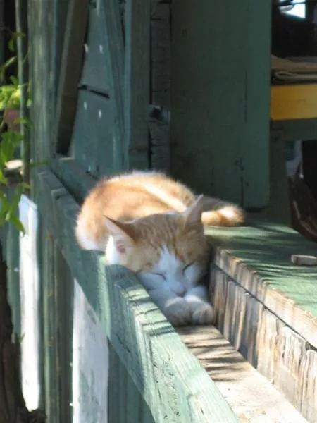 Cats are always funny - #7 
