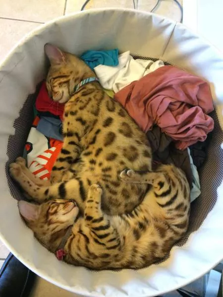 Cats are always funny - #71 Cats are always funny - #71