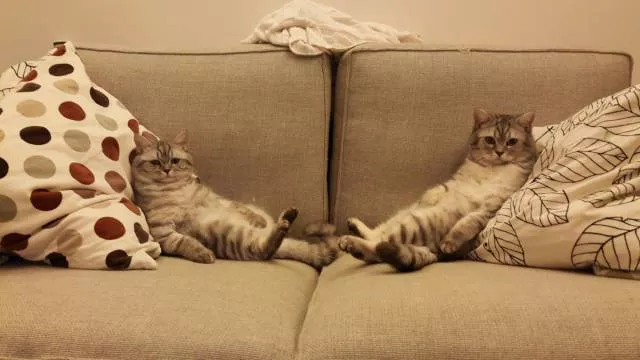 Cats are always funny - #72 Cats are always funny - #72
