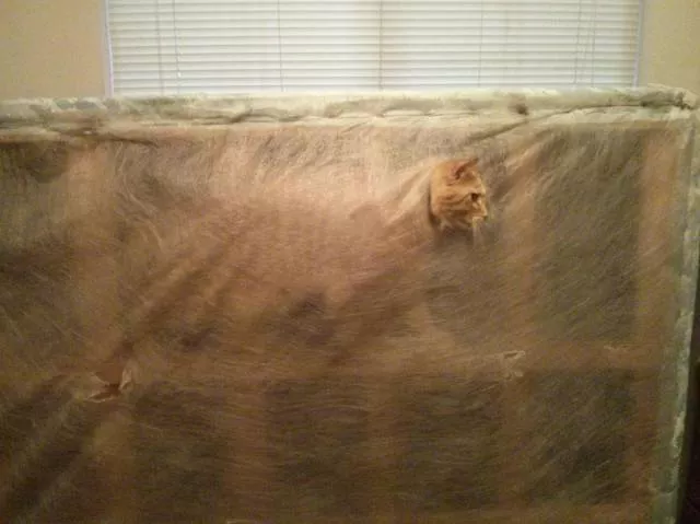 Cats are always funny - #73 Cats are always funny - #73