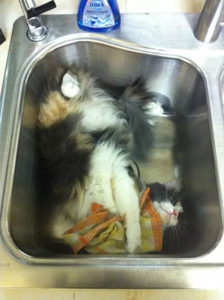 Cats are always funny - #74 Cats are always funny - #74
