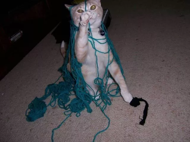 Cats are always funny - #8 