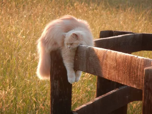 Cats are always funny - #80 Cats are always funny - #80