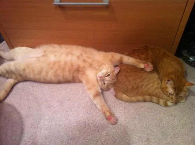 Cats are always funny - #83 Cats are always funny - #83