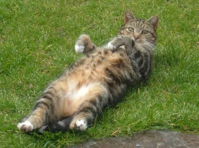 Cats are always funny - #84 Cats are always funny - #84