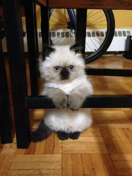 Cats are always funny - #88 Cats are always funny - #88