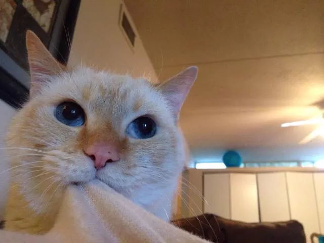 Cats are always funny - #9 