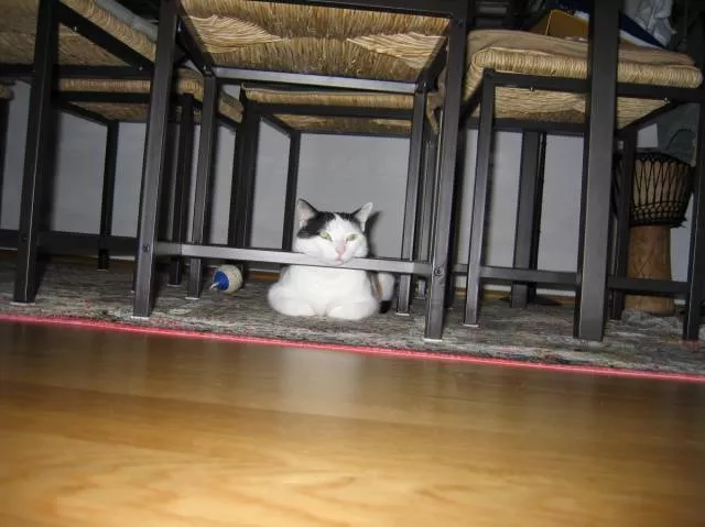 Cats are always funny - #90 Cats are always funny - #90