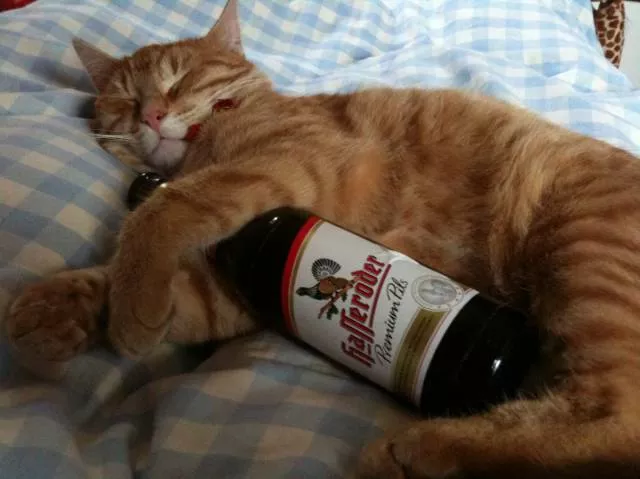 Cats are always funny - #91 Cats are always funny - #91