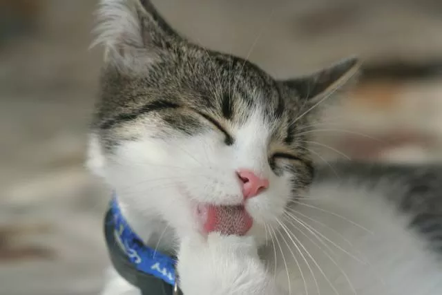 Cats are always funny - #98 Cats are always funny - #98