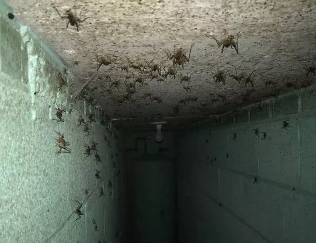 Its the horror here - #17 