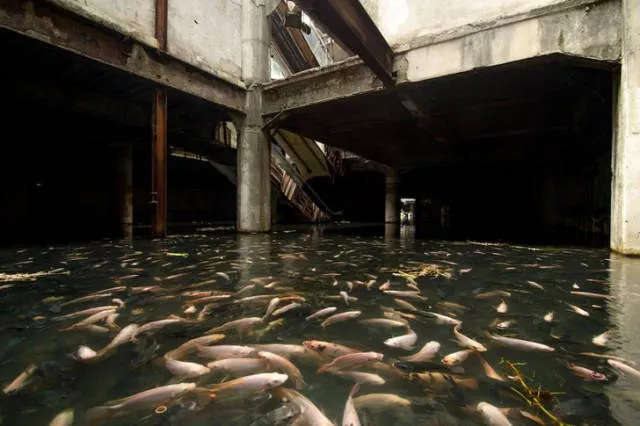 Quand la nature reprend sa place - #5 