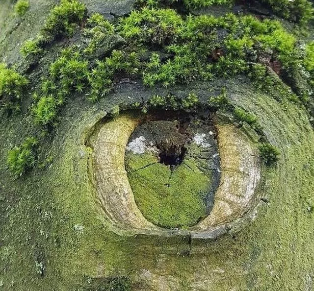 Nature always impresses us - #21 