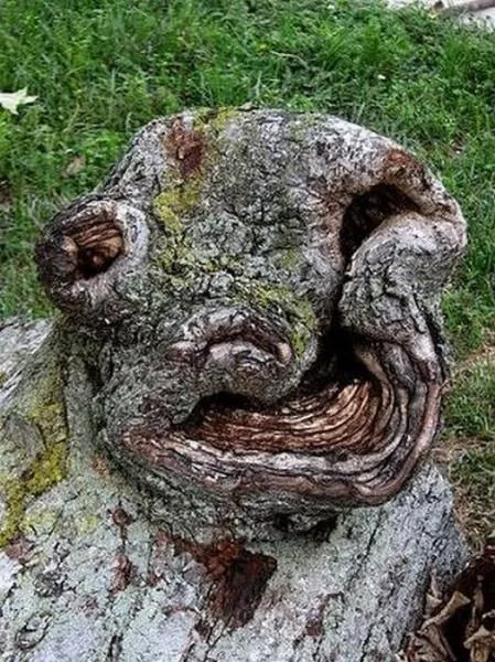 Nature always impresses us - #23 