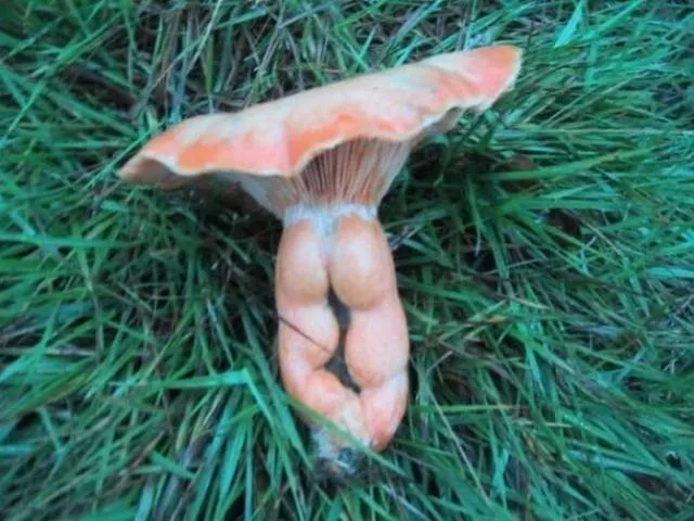 Nature always impresses us - #26 