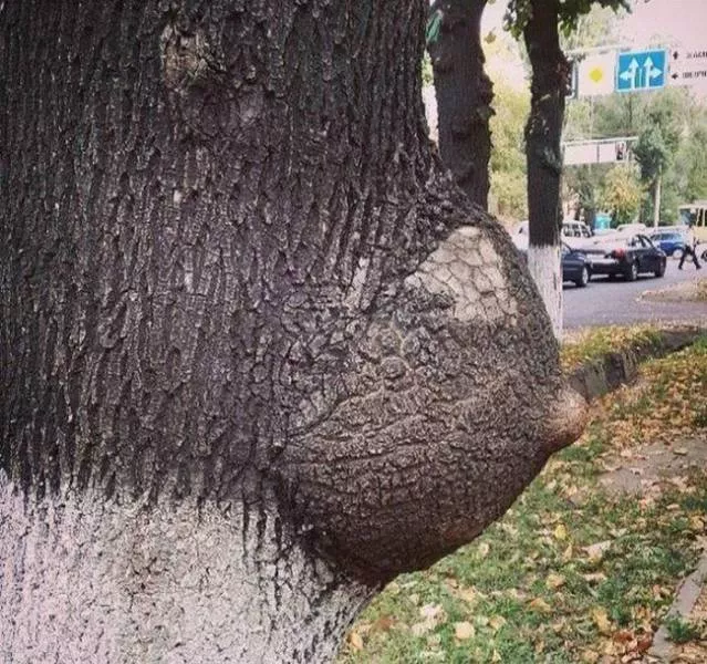 Nature always impresses us - #28 