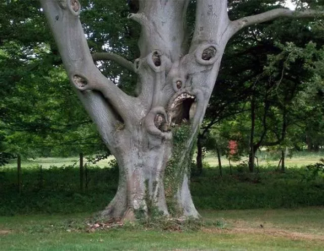 Nature always impresses us - #33 