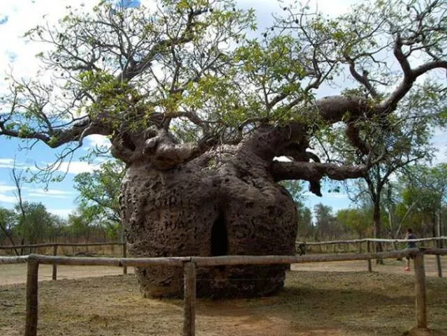 Nature always impresses us - #4 