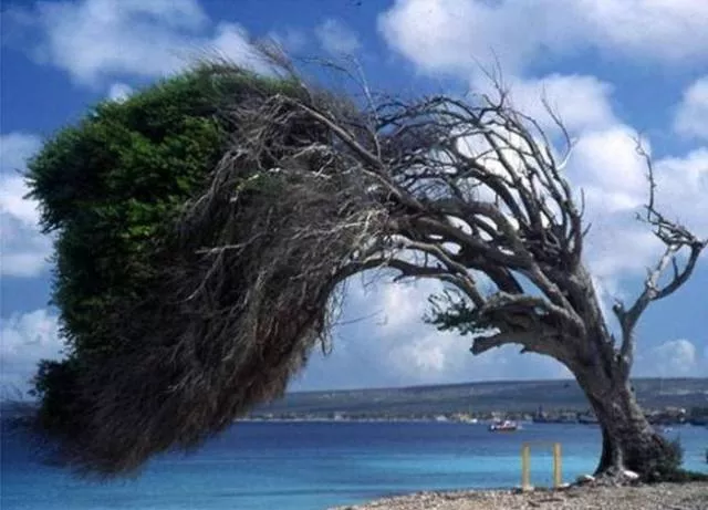 Nature always impresses us - #40 