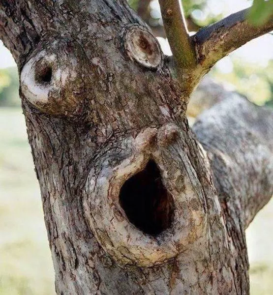 Nature always impresses us - #6 