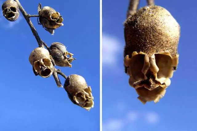 Nature always impresses us - #7 