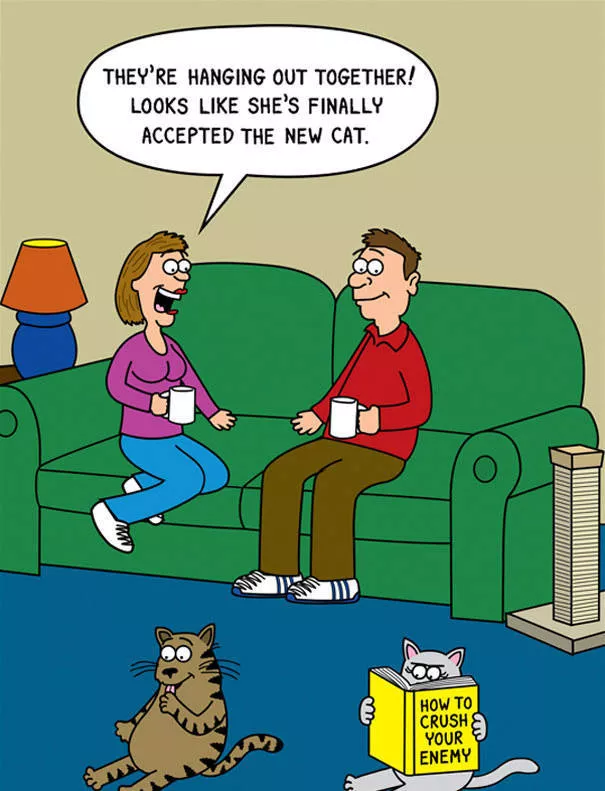 Funny illustrations of cats - #6 