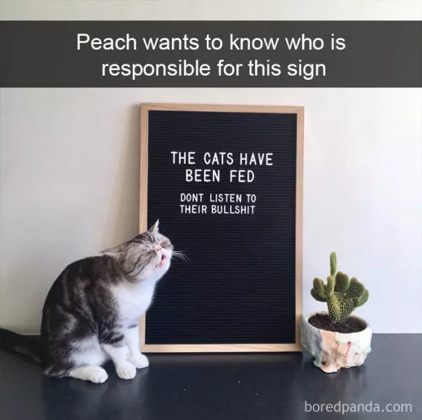 Snapchat for cats - #1 