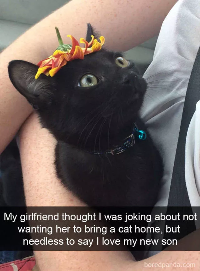 Snapchat pour les chats - #13 