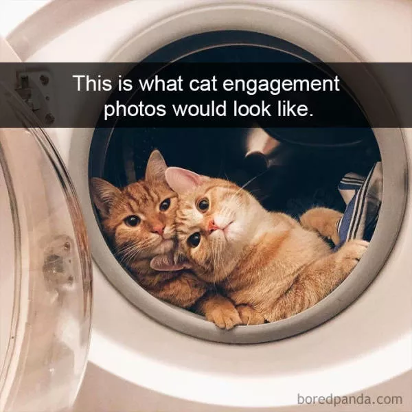 Snapchat for cats - #14 