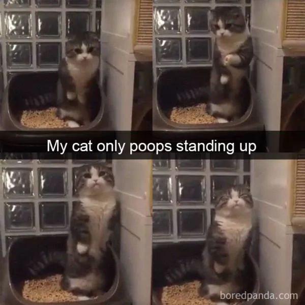 Snapchat for cats - #15 