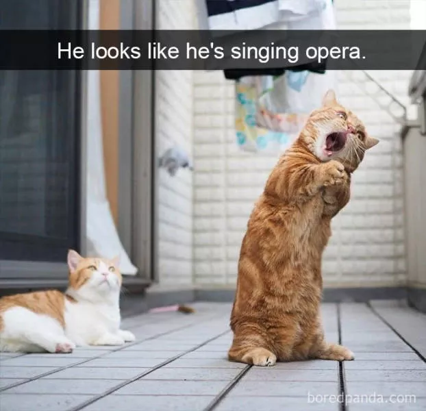 Snapchat for cats - #18 