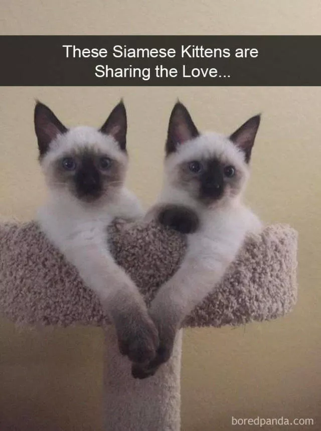 Snapchat pour les chats - #19 