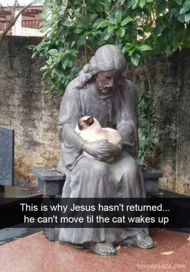 Snapchat for cats - #20 
