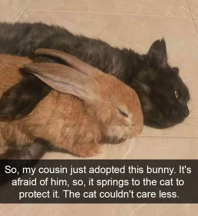 Snapchat for cats - #21 