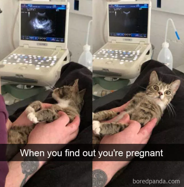 Snapchat for cats - #22 