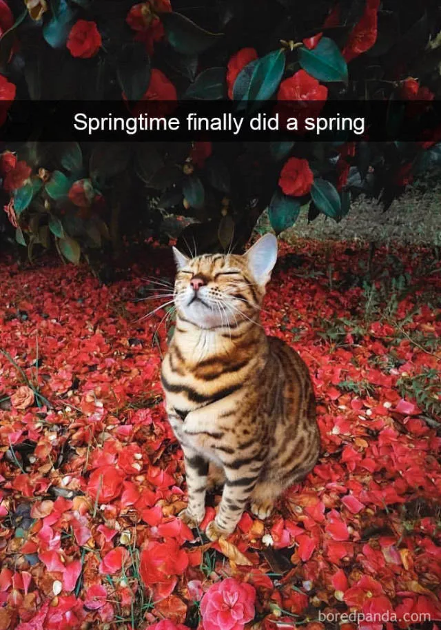 Snapchat pour les chats - #25 Snapchat pour les chats - #25