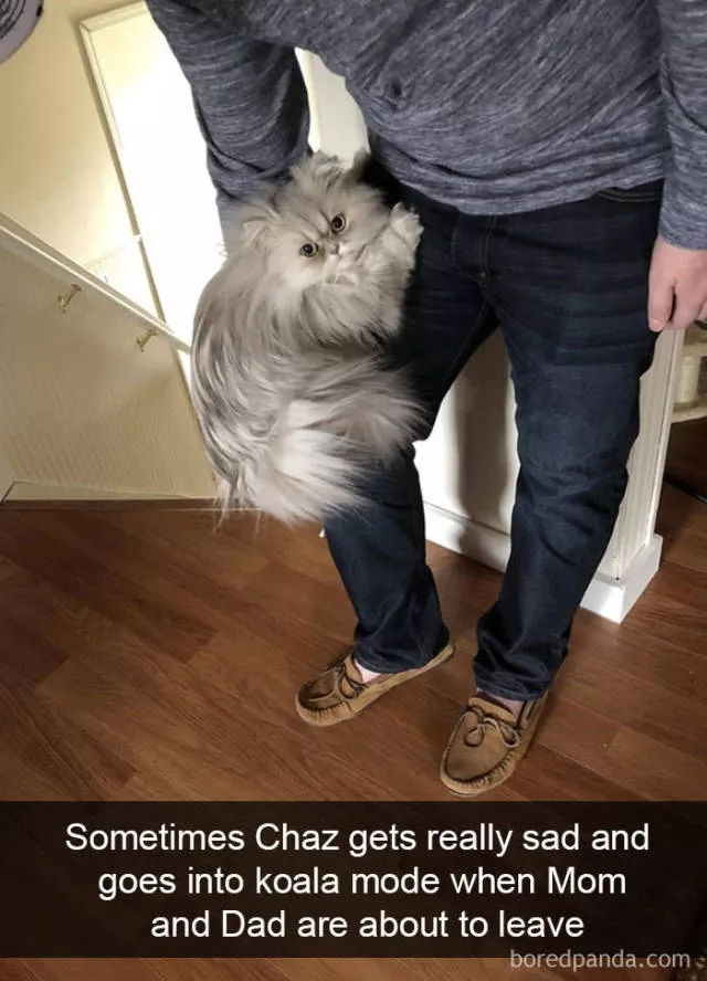 Snapchat for cats - #26 