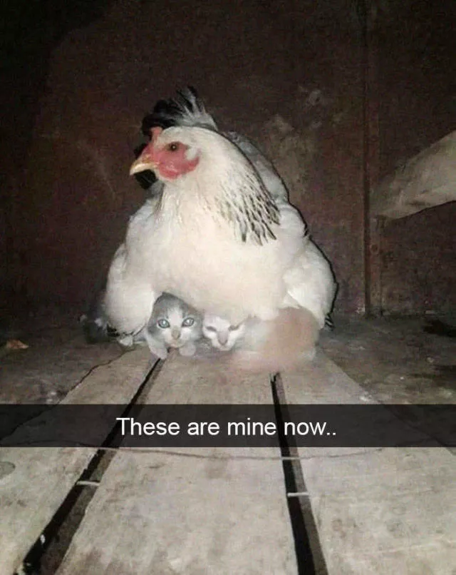 Snapchat for cats - #28 