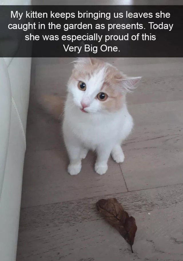 Snapchat for cats - #3 
