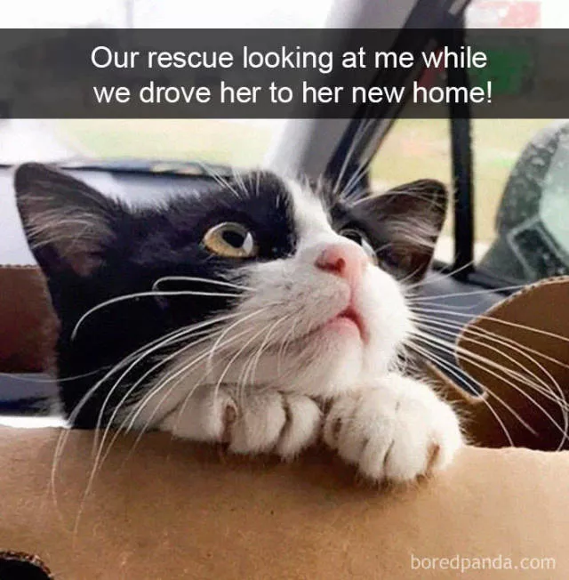 Snapchat for cats - #30 