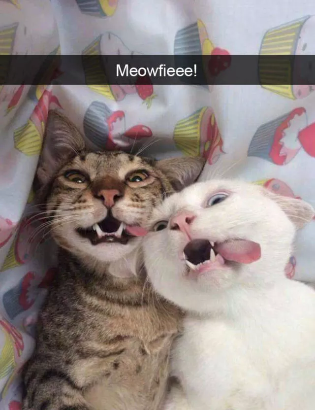 Snapchat pour les chats - #33 Snapchat pour les chats - #33
