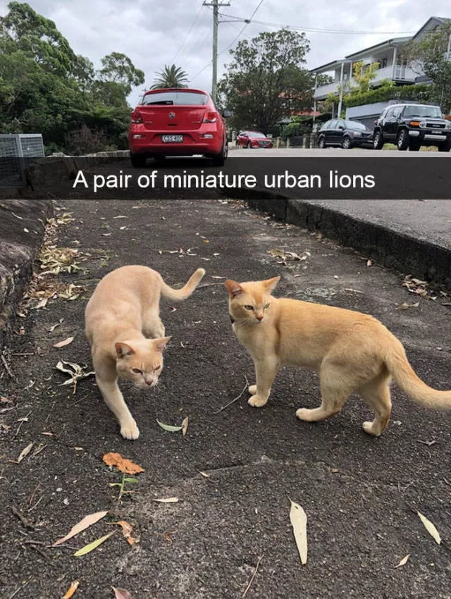 Snapchat for cats - #34 