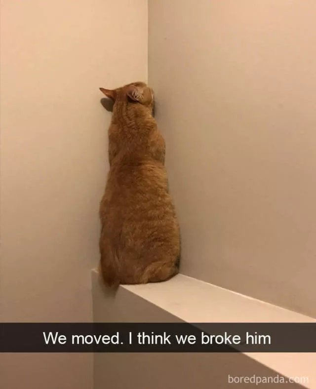 Snapchat pour les chats - #35 Snapchat pour les chats - #35