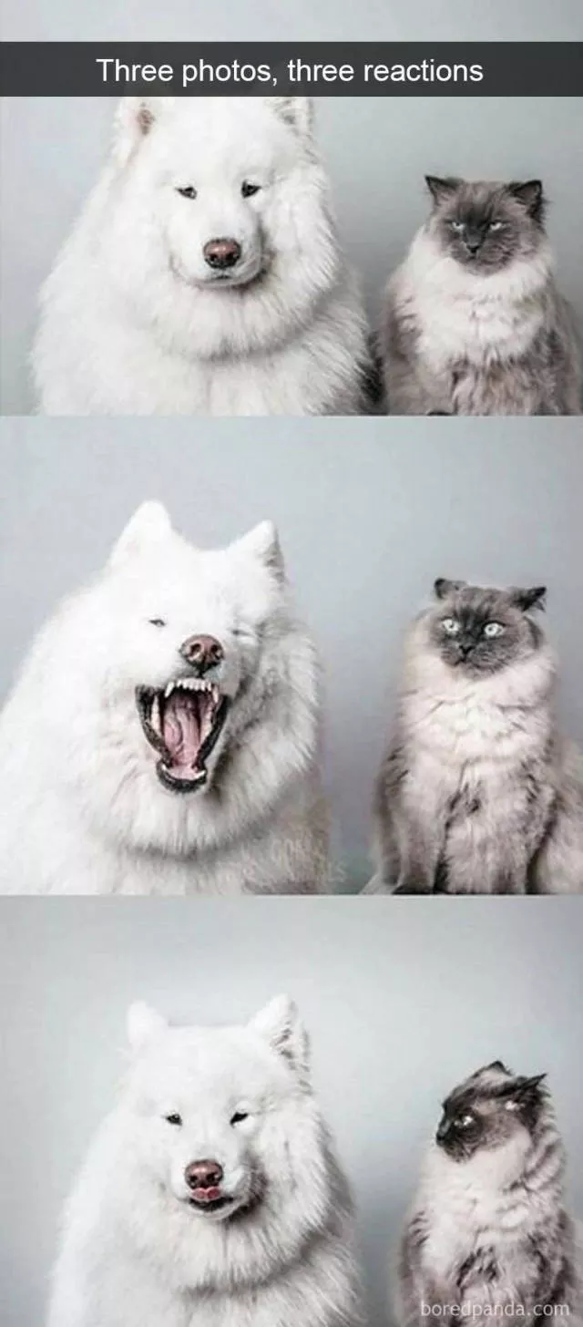 Snapchat pour les chats - #36 Snapchat pour les chats - #36