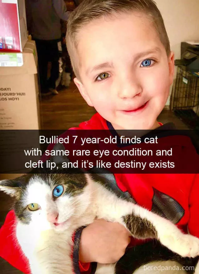 Snapchat pour les chats - #38 Snapchat pour les chats - #38